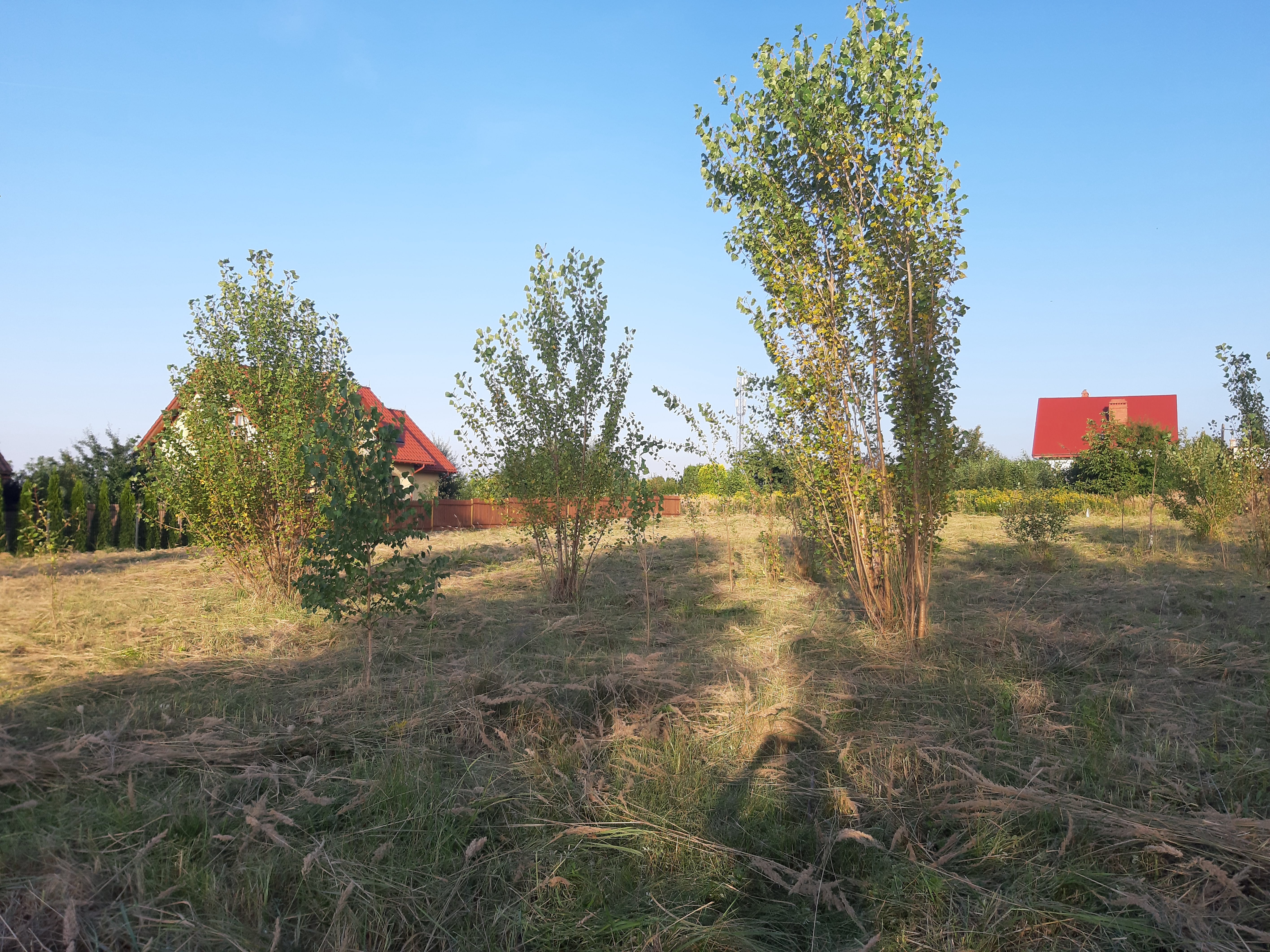 Usługi koszenia - wysoka trawa