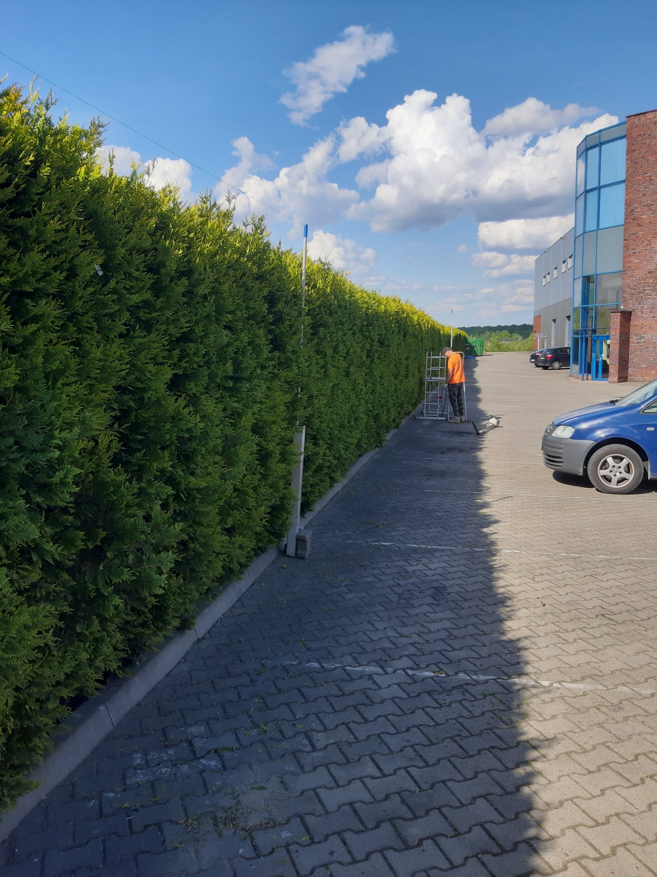 Przycinanie żywopłotu