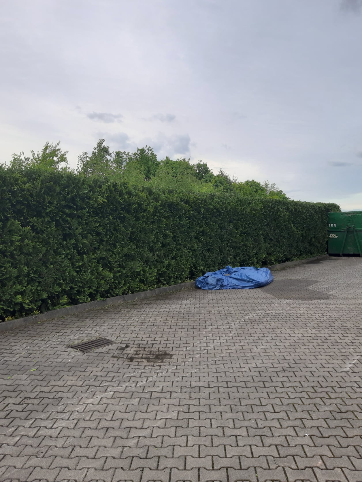 Przycinanie żywopłotu